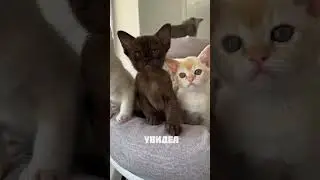 Всё просто! #бурма #cat #бурманскиекотята #kitten #catlover #cute #купитькотенка #kitty #котята