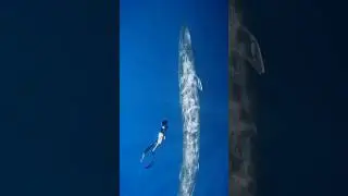 very large 🐟 fish in the water