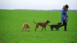 Спарта, Летта, Канада и Буш. Январь 2020.