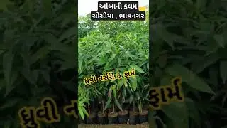 આંબાની કલમ મો. 6354195365