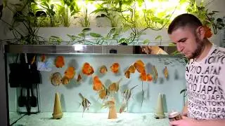 Обзор корма Discusfood Artemia   гранулы для Дискусов и других рыб