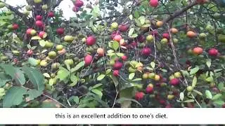 Kokum - The sweet and sour plant