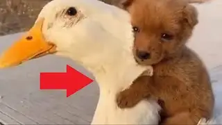 The puppy was crying and freezing in the forest! Just look who came to the rescue!