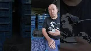 Самогон из голубики