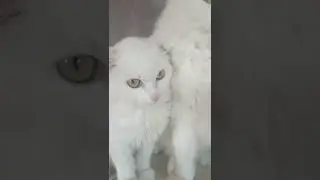 Балбес 