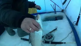 рыбалка на амуре 30.11.23