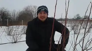 Блюкроп-обрезка кустов голубики