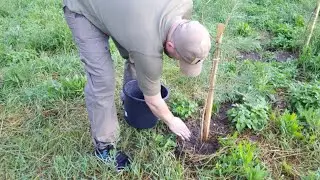 ПОЛИВ АЛЛЕИ ПАМЯТИ🇷🇺
