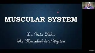 ANATOMY OF THE MUSCULAR SYSTEM