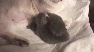 Милые котята💕