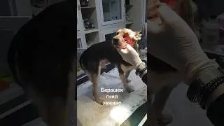 Барашек гнил заживо💔