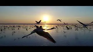 Turkey Salt Lake Photography Spot with Flamingos!