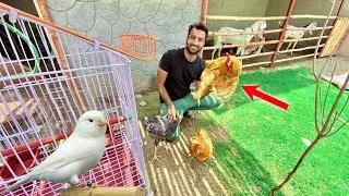 New Birds Mini Zoo Main Agaiy😍