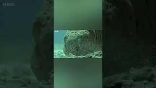 Тяжелая Судьба Морского Огурца и Улитка Гигант