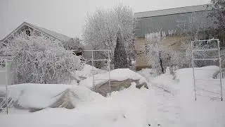 Важно. Как правильно готовить розы к открытию.