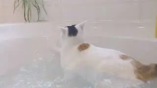 Cat falls into Bath full of water!
