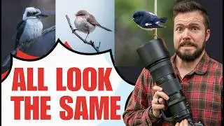 Why Most Wildlife Photos Are Forgettable