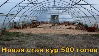 Новая стая кур 500 голов и лес на теплицу 300 м2 по Митлайдеру