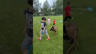 how to training dog