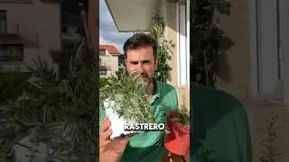 Diferencias #ROMERO NORMAL y ROMERO RASTRERO