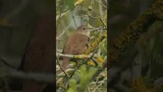 Nightingale Singing  #birds #wildlifefilm #wildlife #wildlifewatching