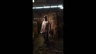 Измельчение ботвы  кукурузы.
