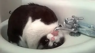 FUNNY CATS, Laugh Until You Cry! - Best CAT VIDEOS 2024