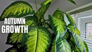 New Plant Growth in Fall - All my Plants with Active Growth in Fall