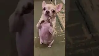 где кошка🤣🤣🤣