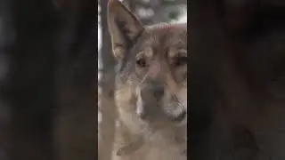 🤔 Потомственная охотница. Жизнь в тайге 