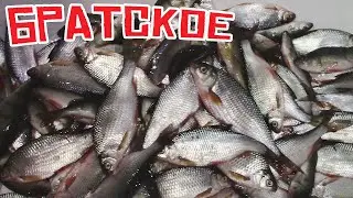 МОРСКАЯ СОРОГА 2024! РЫБАЛКА НА БРАТСКОМ!