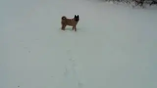 зсл ЧУЙКА в лесу! 