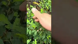 Mimosa (sensitive plant) growing in the wild on Big Island