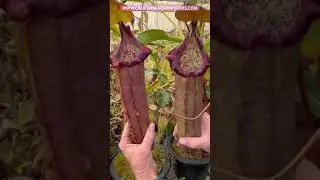 Nepenthes densiflora x robcantleyi