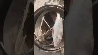 рыба горячего копчения