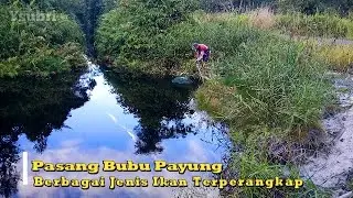 Pasang Perangkap Ikan, Bubu Payung dapat berbagai macam jenis ikan