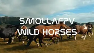 ДИКИЕ ЛОШАДИ АЛТАЙ/WILD HORSE RUNING FPV 4K