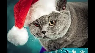 ВСЕХ С НОВЫМ ГОДОМ!