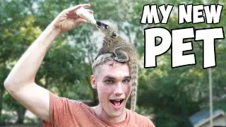 Baby Exotic Raccoon - Adopting a Coati (cutest thing ever!!)