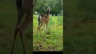 Little mock scrape er action #2024 #deer #trailcam #scrape #new #nature #summer #shorts #bucks