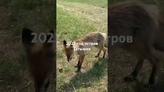 Центр Красноярска🦊 