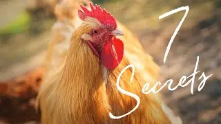 Chicken keeping for beginners UK | What we learnt as first time chicken owners