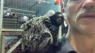 Обезьянка Букашка стала мамой