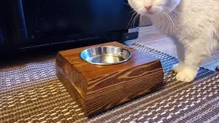 Make a cat bowl food stand  elevated feeder for a senior cat DIY
