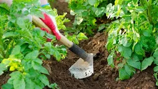 Картошка Адретта Описание Сорта