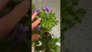 Предлагаю Набор трейлерных фиалок