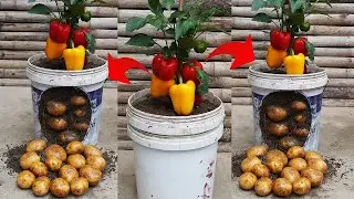 Isn't It Great To Plant Potatoes And Bell Peppers Together! Great Gardening Tip!