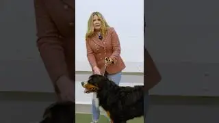Troubleshooting Your Dog’s Trot  #dogcompetitions #dogshow #doghandling #bernesemountaindogs