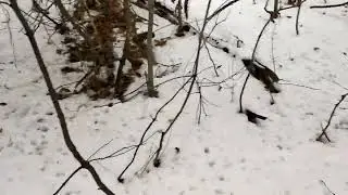 Лабрадор в заснеженном лесу