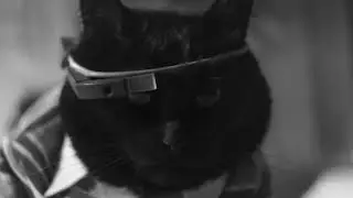 Кот работает в Google Glass в AutoCAD. К/м 